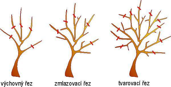 Druhy řezu ovocných stromů – výchovný, udržovací a zmlazovací řez jabloně a hrušně